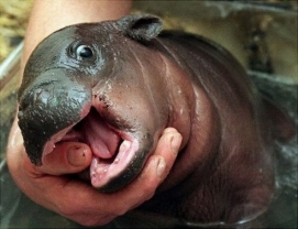 happy-baby-hippo